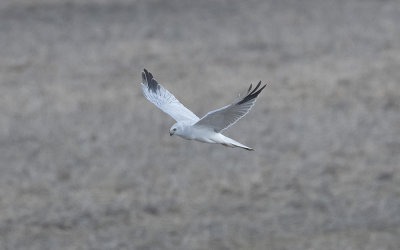 Pallid harrier (Circus macrourus)