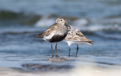 Dunlin (Calidris alpina)