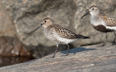 Dunlin (Calidris alpina)