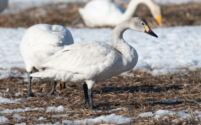 Tundra swan (Cygnus columbianus)