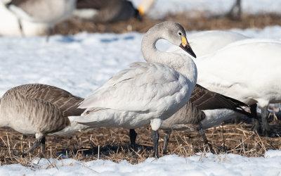 Tundra swan (Cygnus columbianus)