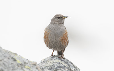 Alpine accentor (Prunella collaris subalpina)