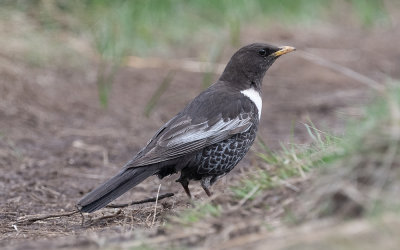 Alpine ring ouzel (Turdus torquatus alpestris)