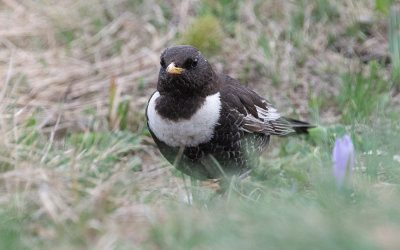 Alpine ring ouzel (Turdus torquatus alpestris)
