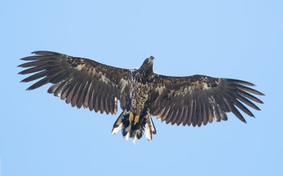 White-tailed eagle (Haliaeetus albicilla)