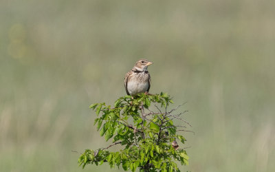 Calandra lark (Melanocorypha calandra)