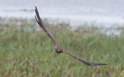 Pallid harrier (Circus macrourus)