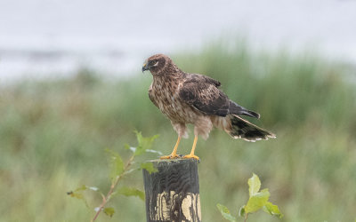 Pallid harrier (Circus macrourus)