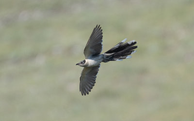 Great spotted cuckoo