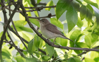 Eastern olivaceous warbler (Iduna pallida)