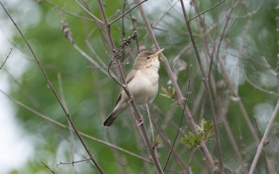 Eastern olivaceous warbler (Iduna pallida)