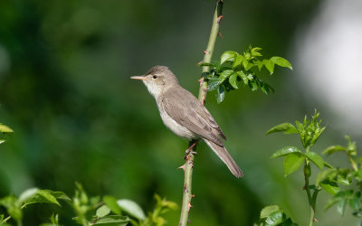 E. olivaceous warbler