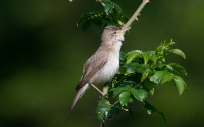 Eastern olivaceous warbler (Iduna pallida)