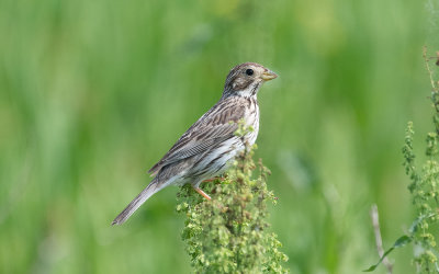 Corn bunting (Emberiza calandra)