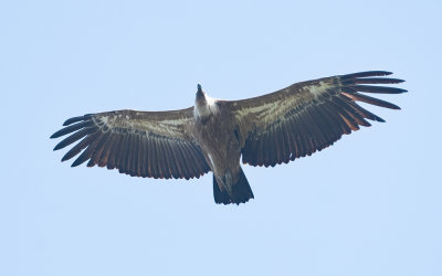 Eurasian griffon vulture (Gyps fulvus)