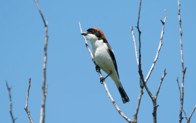 Woodchat shrike (Lanius senator)