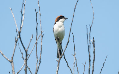 Woodchat shrike (Lanius senator)