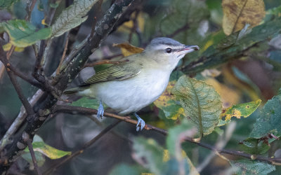 Red-eyed vireo