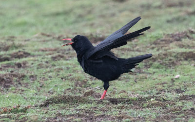 Red-billed chough (Pyrrhocorax pyrrhocorax)
