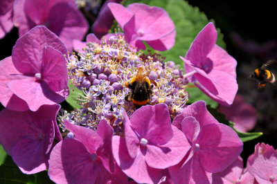 Bumblebee in Our Garden