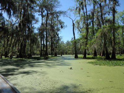 Cypress and Tupelo Swamp