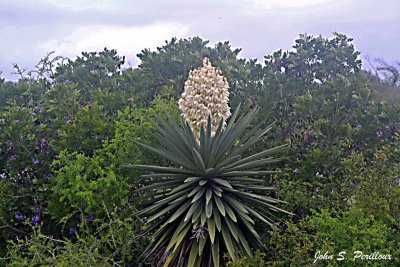 Yucca Plant in Full Bloom