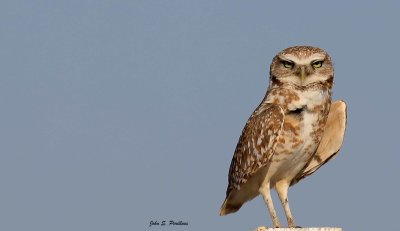 Burrowing Owl