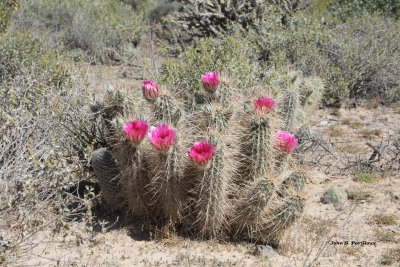 Cactus Flowers