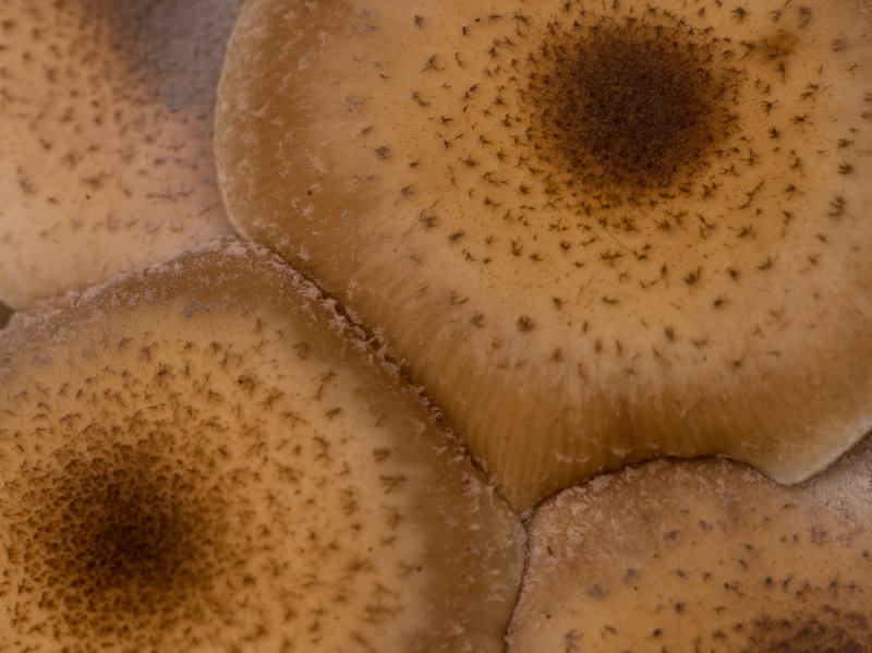MON_0923_MUSHROOMS0178.JPG