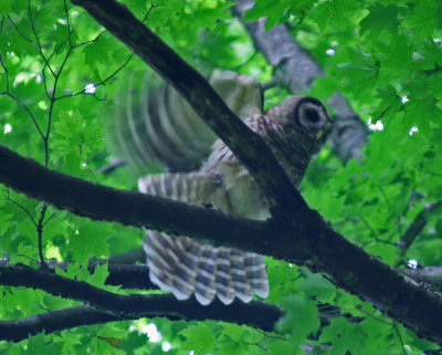 Mature Barred Owl Winging it in the Appalachians tb0614popx.jpg