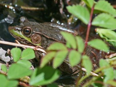 Large Woodland Frog Blending in May Greenery tb0514dfr.jpg