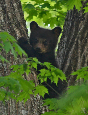 Black Bear Cub in Forks of Large Oak Tree v tb051419EANV.jpg