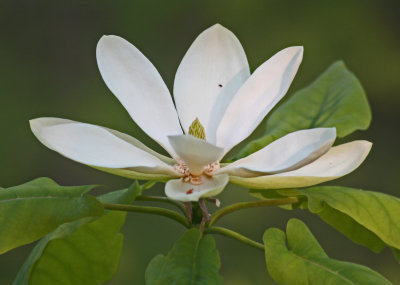 Bright Magnolia Blossom and Leafage on Dyer Rd tb0514cxr.jpg