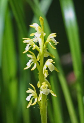 Sunny Northern Coralroot Orchid in Cranberry Bog v tb0517nea.jpg