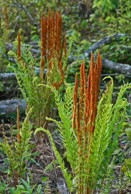 Few Groups of Early Cinnamon Ferns along Pocahontas Trace v tb0517mib.jpg