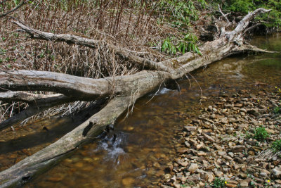 Seasoned Log along Eagle Camp Creek tb0416fxx.jpg
