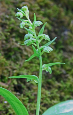 Coeloglossum Viride (Green Frog Orchid) Central Appalachian Mountains v TB051318WV.jpg
