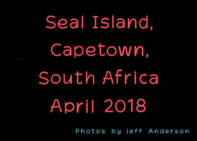 Seal Island, Capetown, South Africa (April 2018)