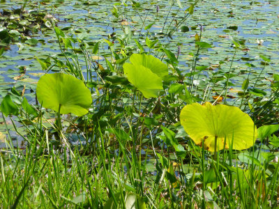 Innisfree Garden (August 2011)