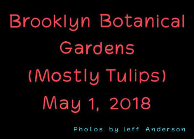 Brooklyn Botanical Gardens (Mostly Tulips) (May 1, 2018)