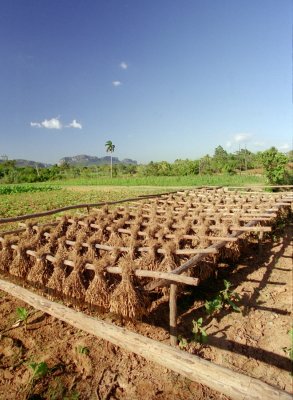 Pinar del Rio Vinales Gold 100 94_resultat.jpg