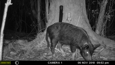 Trail camera results July 2017 - ???