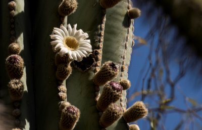 saguaro flower 2