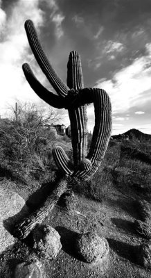 twisted cactus