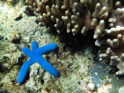 blue starfish-Philippines