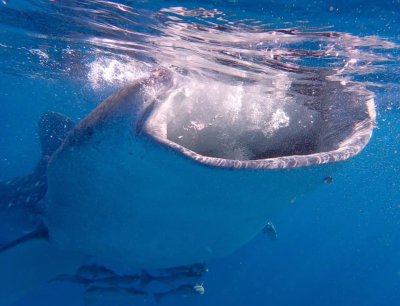 whaleshark-Philippines