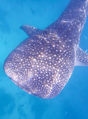 whaleshark-Philippines