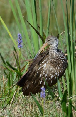 Limpkin