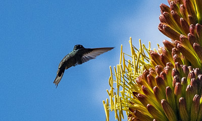 Hummer at Agave Flowers2.jpg