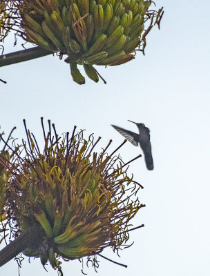 Hummingbird on Agave.jpg